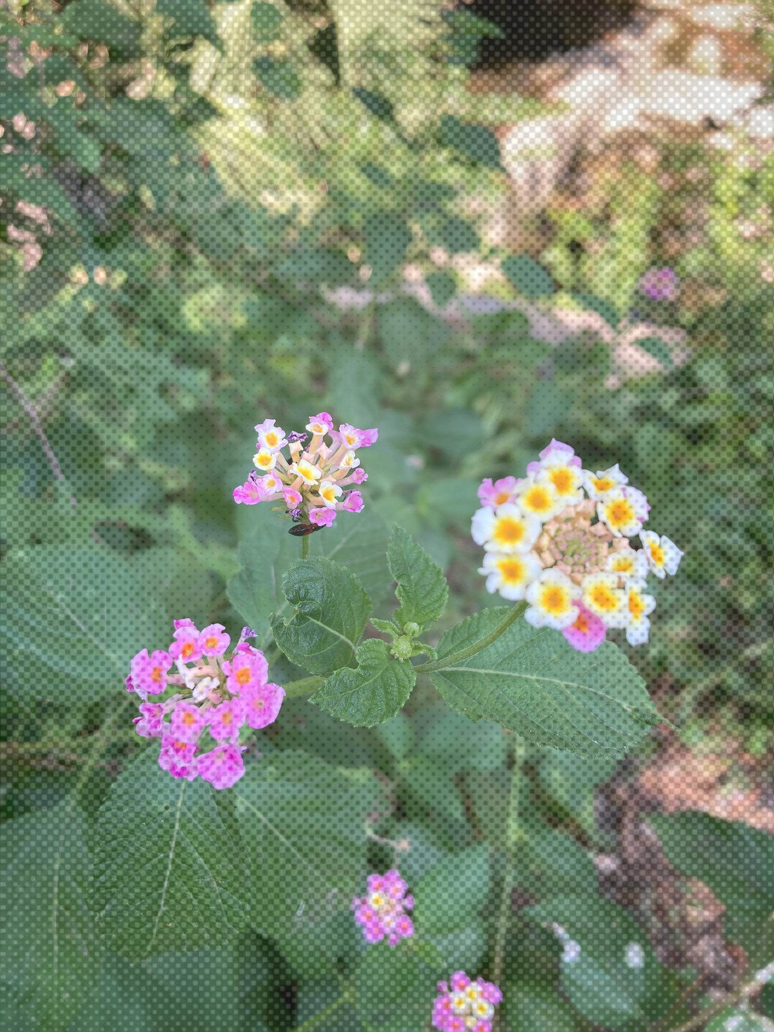 Close up of Lantana flowers